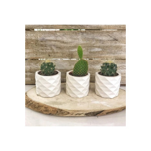 Natural White Mini Beton Saksı Seti (3’lü)